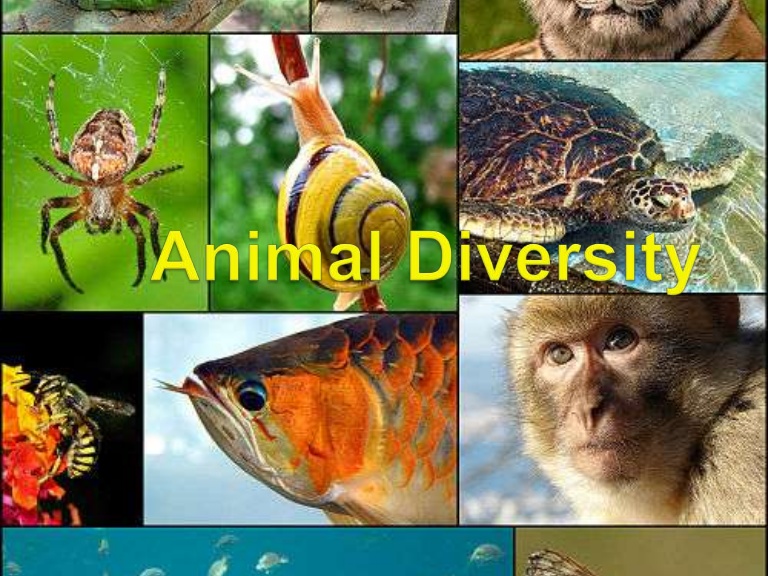 Animal diversity one 