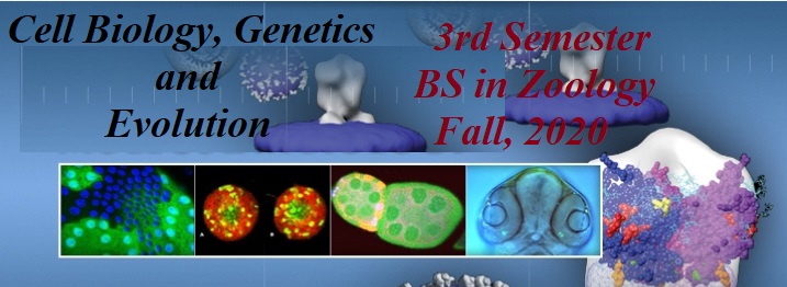 Cell Biology, Genetics and Evolution (3rd Semester)